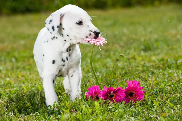 Dalmatiska Valp Äng — Stockfoto