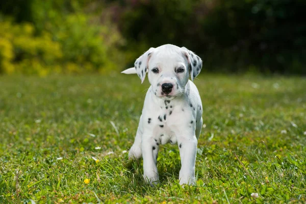 Dalmatian Puppy Meadow — Stock Photo, Image