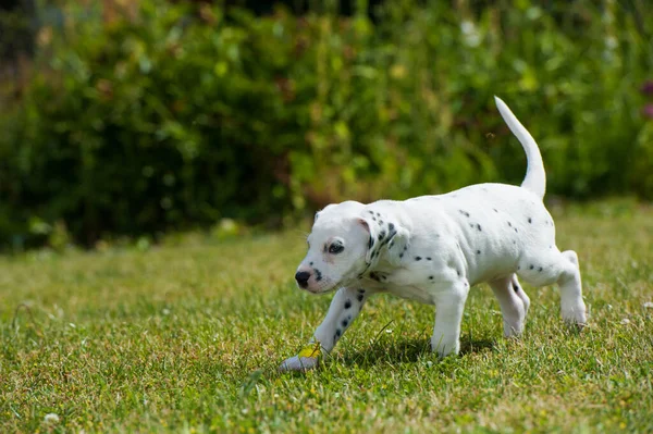 Çayırdaki Dalmaçyalı Köpek Yavrusu — Stok fotoğraf