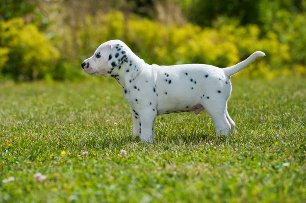 Dalmatische Pup Een Weiland — Stockfoto