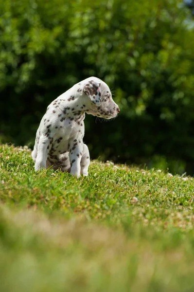 초원에 달마티아 강아지 — 스톡 사진
