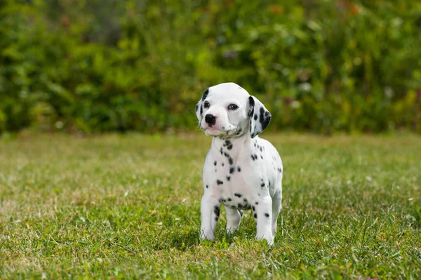 Dalmatische Pup Een Weiland — Stockfoto