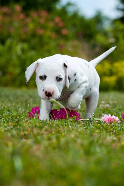 Çayırdaki Dalmaçyalı Köpek Yavrusu — Stok fotoğraf