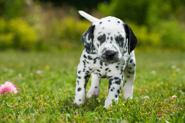 Dalmatische Pup Een Weiland — Stockfoto