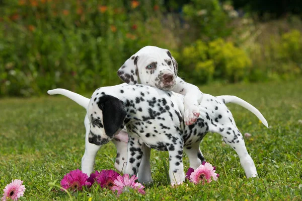 Cachorros Dálmatas Brincando Prado — Fotografia de Stock