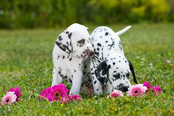 Dalmatian Puppies Playing Meadow — Stock Photo, Image
