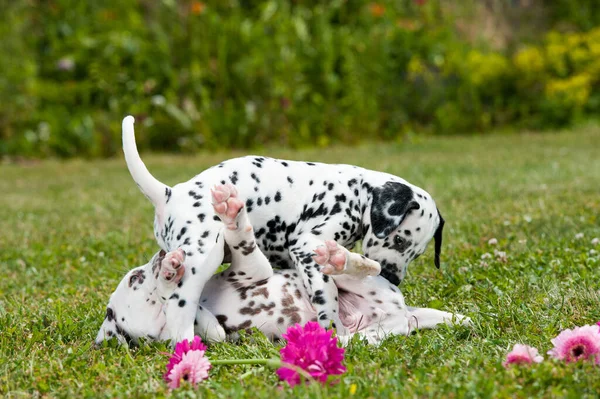 Cachorros Dálmatas Brincando Prado — Fotografia de Stock