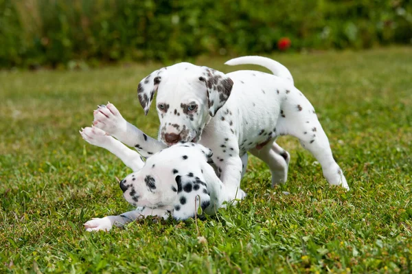 Cachorros Dálmatas Brincando Prado — Fotografia de Stock