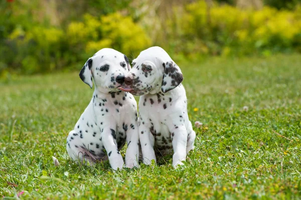Two Dalmatian Puppies Meadow — Stock Photo, Image