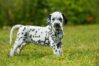 Çayırdaki Dalmaçyalı köpek yavrusu