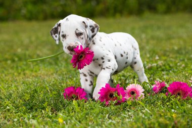 Çayırdaki Dalmaçyalı köpek yavrusu