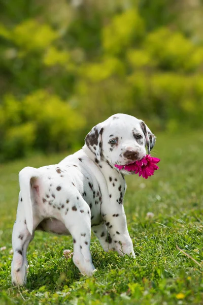 Dalmatian Puppy Meadow — Stock Photo, Image