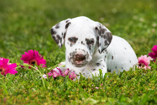 Dalmatiska Valp Äng — Stockfoto