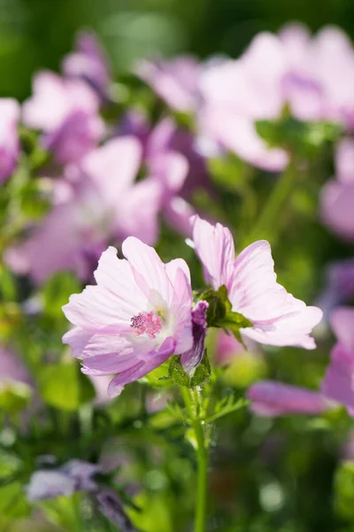 Malva Rosa Jardín — Foto de Stock