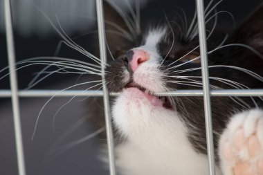 Ulaşım kutusunda kedi yavrusu