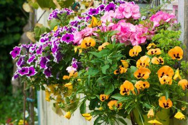 Çiçek saksısında yaz çiçekleri