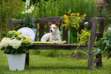 Köpek bahçe bankında yatıyor.