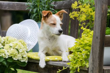 Köpek bahçe bankında yatıyor.