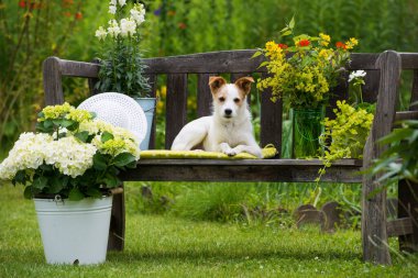 Köpek bahçe bankında yatıyor.