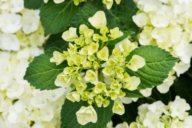 Bir ortanca çiçeğinin yakınında.