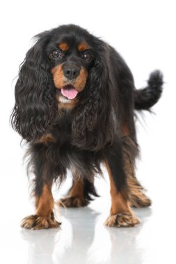 Şövalye Kral Charles Spaniel beyazı izole etti.