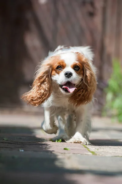 Dog Runs Camera — Stock Photo, Image