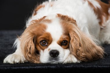 Şövalye Kral Charles Spaniel