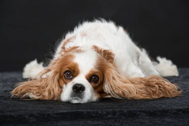 Şövalye Kral Charles Spaniel