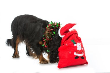 Noel köpeği beyazı izole etti