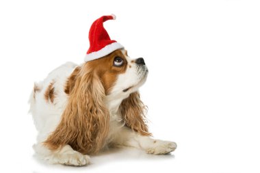 Noel köpeği beyazı izole etti