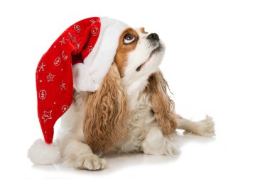 Noel köpeği beyazı izole etti