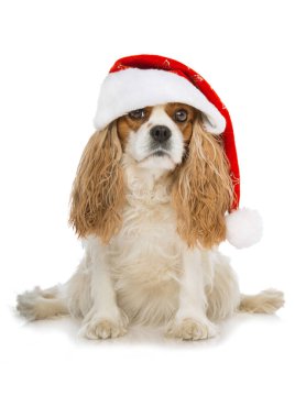 Noel köpeği beyazı izole etti