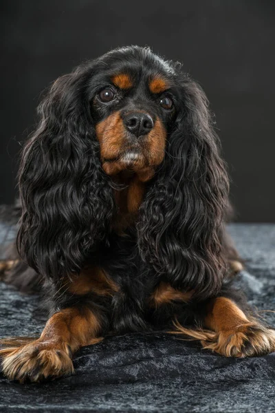 Cavalier Koning Charles Spaniel — Stockfoto