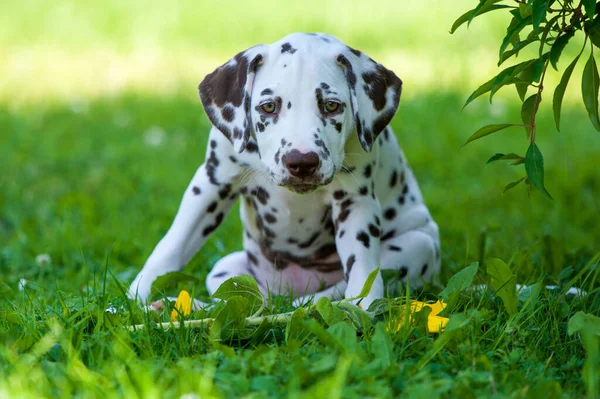 Cão Dálmata Natureza Fundo — Fotografia de Stock