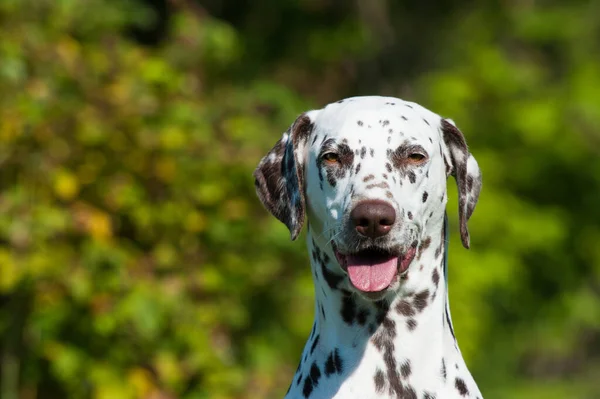 Cão Dálmata Natureza Fundo — Fotografia de Stock