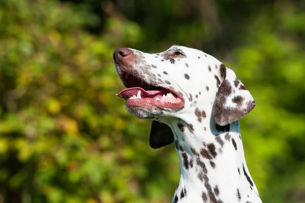 Dalmatian Dog Nature Background — Stock Photo, Image