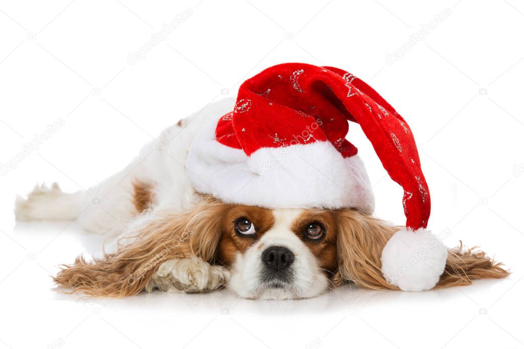 Christmas dog isolated on white