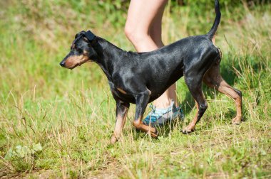Nehirdeki Pinscher köpeği