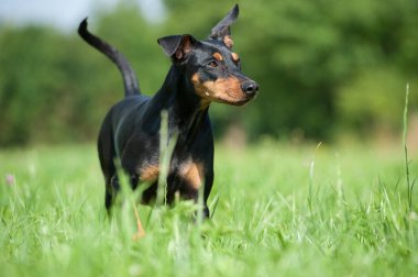 Çayırdaki Pinscher köpeği