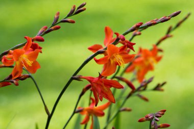 Doğada Crocosmia çiçekleri