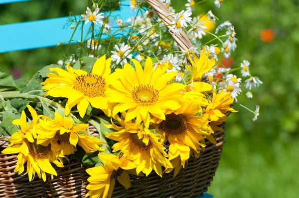 Sunflowers in a basket on a chair