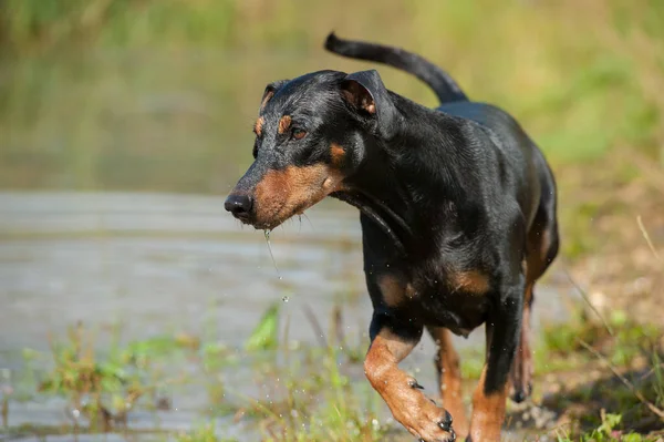 Pinscher Kutya Folyóban — Stock Fotó