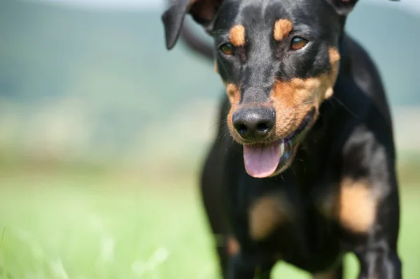 Pinscher Kutya Réten — Stock Fotó