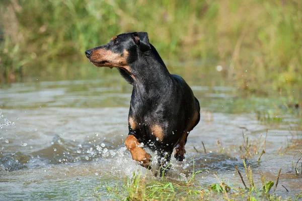 Nehirdeki Pinscher Köpeği — Stok fotoğraf