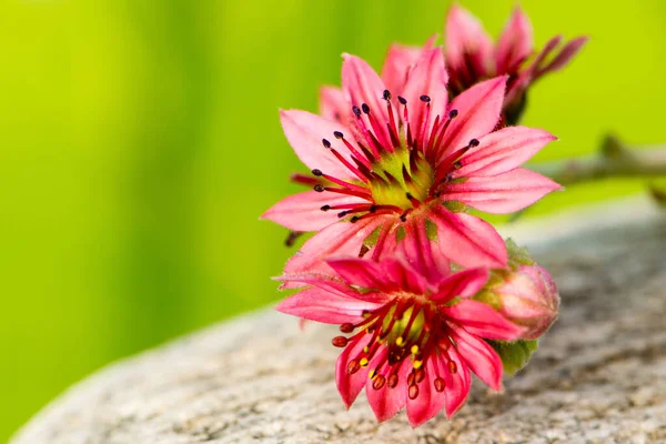 Blüten Auf Dem Hintergrund Der Natur — Stockfoto