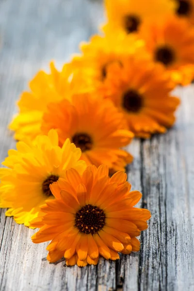 Marygold Blumen Auf Holz Hintergrund — Stockfoto