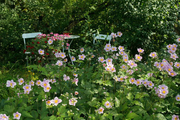 Pink autumn anemones in a garden