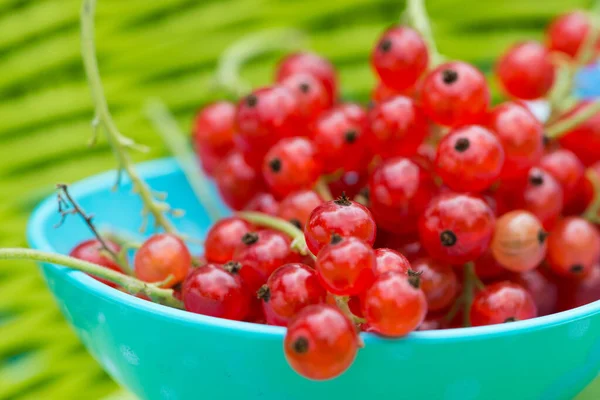 Merah Kismis Dalam Sendok Sup — Stok Foto