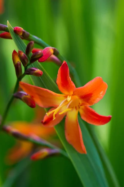 Crocosmia Virágok Természet Háttér — Stock Fotó