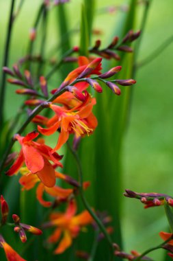 Doğada Crocosmia çiçekleri